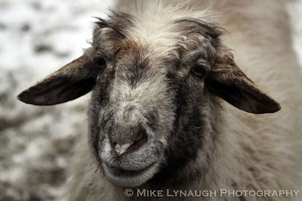 Foto eines Karakul-Schafs