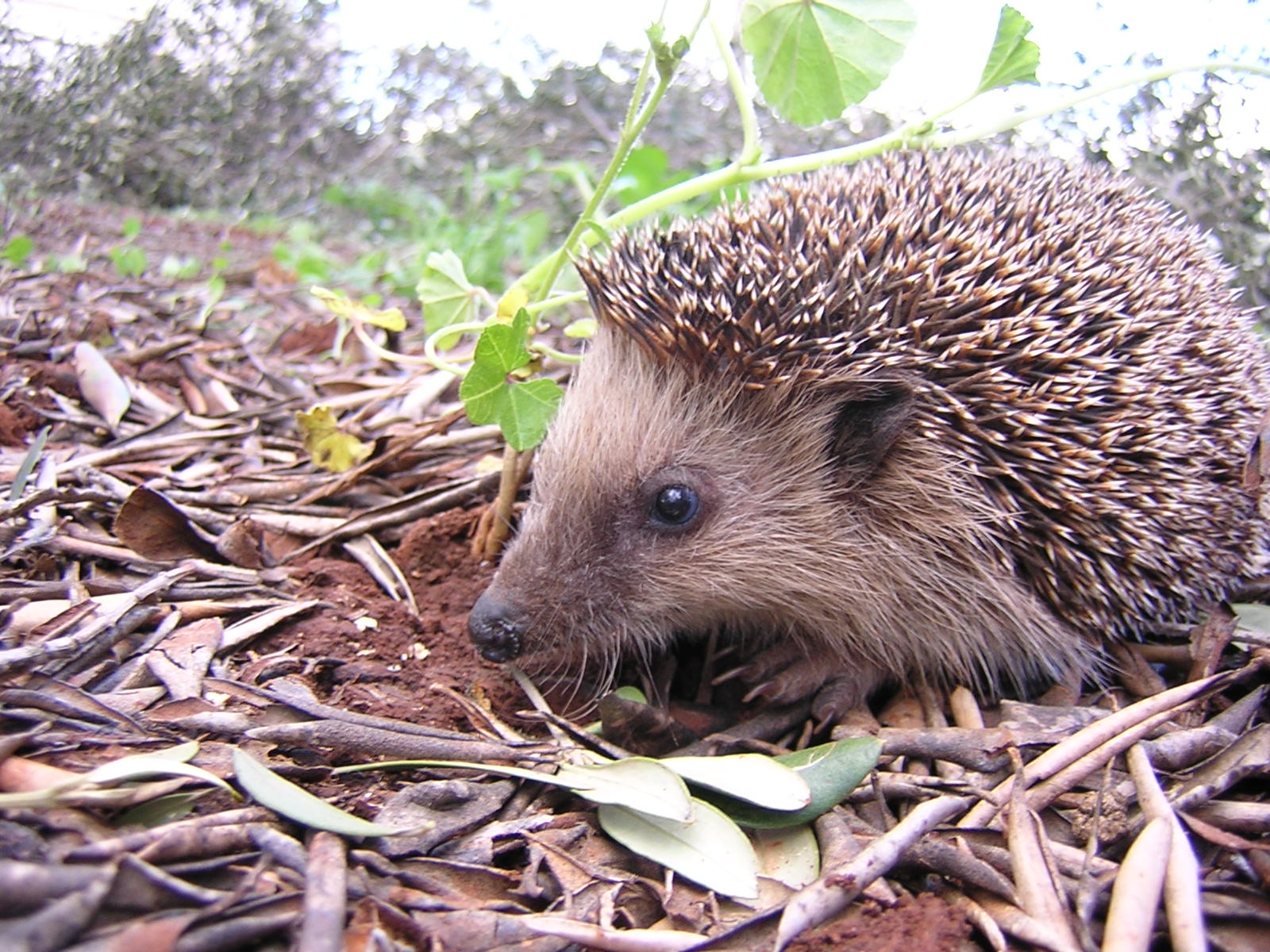 Foto von einem Igel